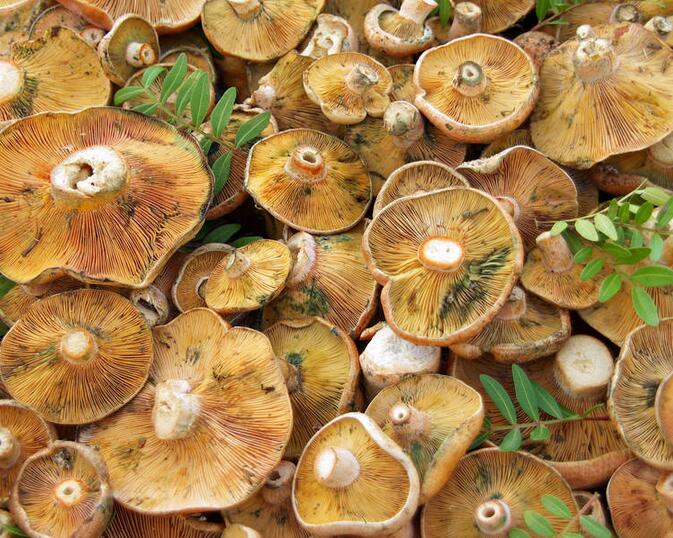 食用菌 (9).jpg 食用菌 (9).jpg