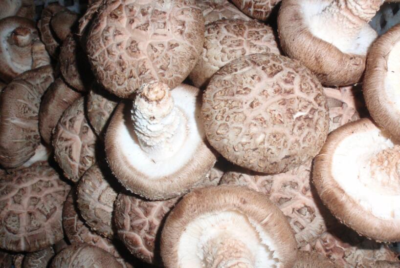 保鮮香菇 保鮮香菇