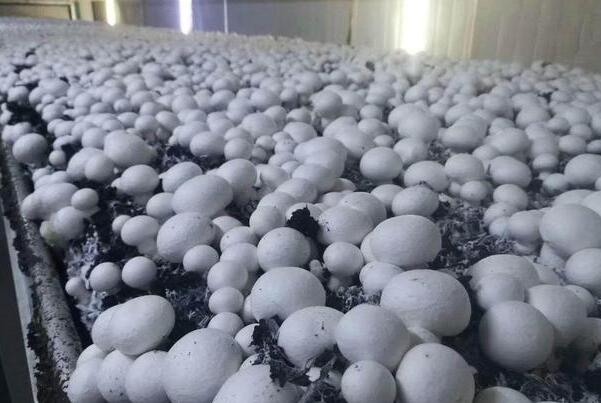 斜面食用菌菌種保藏法 斜面食用菌菌種保藏法